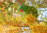 Scaly-breasted Lorikeetborder=